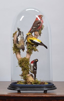 Lot 16 - Taxidermy: A Group of British & North American...