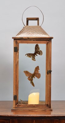 Lot 1315 - Entomology: A Floating Moth Lantern Display,...