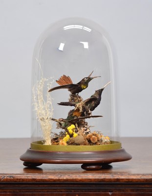 Lot 1316 - Taxidermy: A Late Victorian Hummingbird...