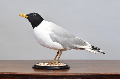Lot 168 - Taxidermy: A Great Black-headed or Pallas's...
