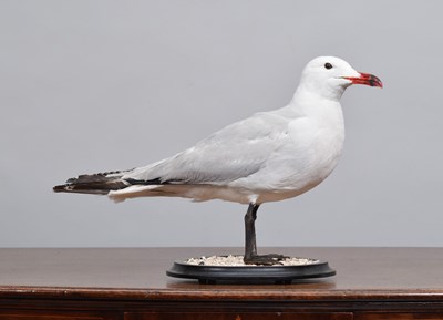 Lot 171 - Taxidermy: Audoin's Gull (Ichthyaetus...