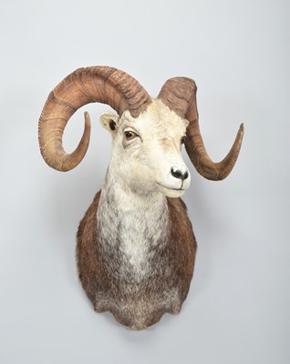 Lot 196 - Taxidermy: Stone Sheep (Ovis dalli stonei),...