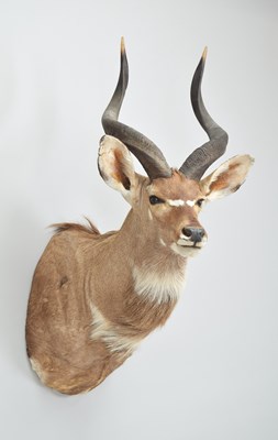 Lot 212 - Taxidermy: Mountain Nyala (Tragelaphus...