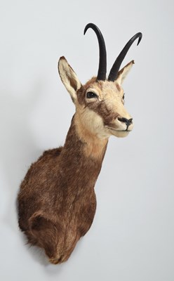 Lot 209 - Taxidermy: Alpine Chamois (Rupicapra...