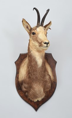 Lot 220 - Taxidermy: Pyrenean Chamois (Rupicapra...