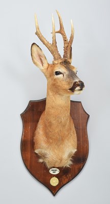 Lot 200 - Taxidermy: A Gold Medal European Roebuck...