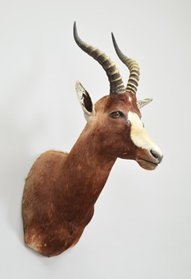 Lot 228 - Taxidermy: Blesbok (Damaliscus pygargus...