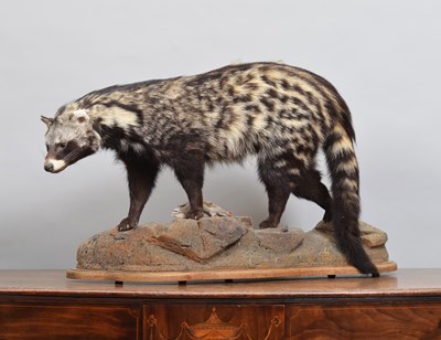 Lot 204 - Taxidermy: African Civet (Civettictis civetta),...