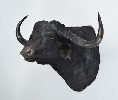 Lot 174 - Taxidermy: Cape Buffalo (Syncerus caffer...