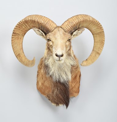 Lot 207 - Taxidermy: Afghan Urial (Ovis vignei...