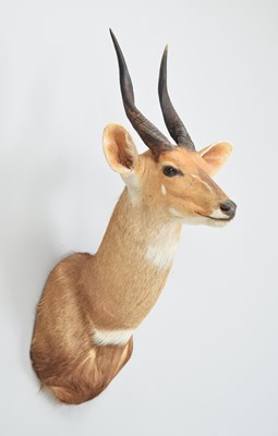 Lot 214 - Taxidermy: Cape Bushbuck (Tragelaphus...