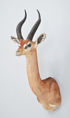 Lot 198 - Taxidermy: Southern Gerenuk (Litocranius...