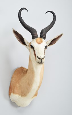 Lot 210 - Taxidermy: South African Springbok (Antidorcas...