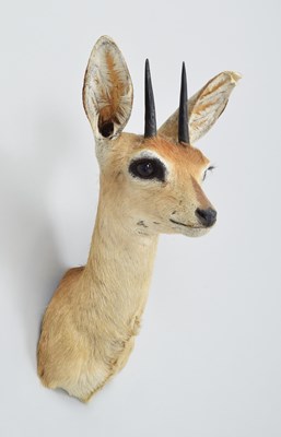Lot 218 - Taxidermy: South African Steenbok (Raphicerus...