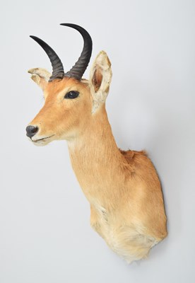 Lot 216 - Taxidermy: Eastern Bohor Reedbuck (Redunca...