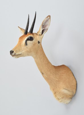 Lot 226 - Taxidermy: Southern Oribi (Ourebia ourebi),...