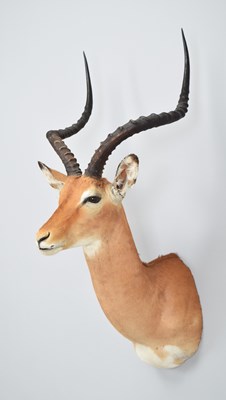 Lot 17 - Taxidermy: Common Impala (Aepyceros Melampus),...