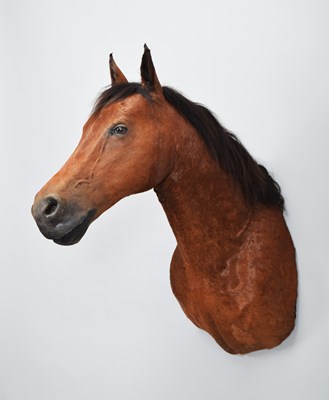 Lot 170 - Taxidermy: Warmblood Bay mare (Equus ferus...