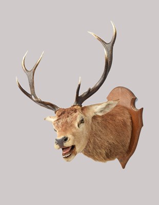 Lot 172 - Taxidermy: European Red Deer (Cervus elaphus),...