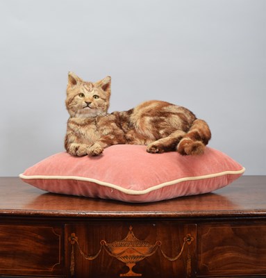Lot 195 - Taxidermy: A Domestic Cat (Felis catus), late...