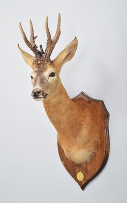 Lot 224 - Taxidermy: A Gold Medal European Roebuck...