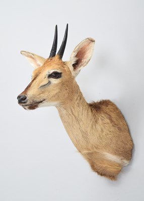 Lot 203 - Taxidermy: Common Grey Duiker (Sylvicapra...