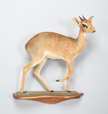 Lot 201 - Taxidermy: Kirk's Dik-dik (Madoqua kirkii),...