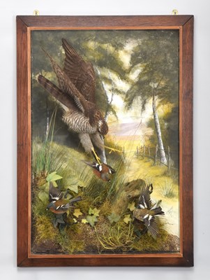 Lot 7 - Taxidermy: A Wall Cased European Sparrowhawk...