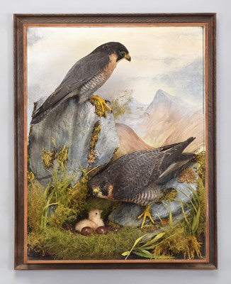 Lot 11 - Taxidermy: A Wall Cased Family Group of...