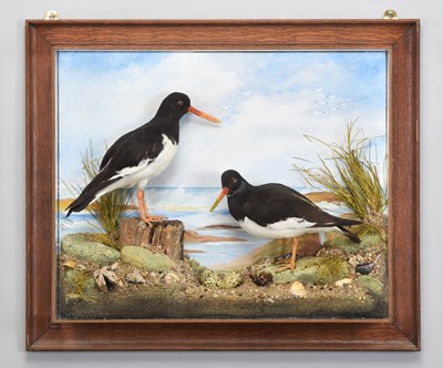 Lot 1 - Taxidermy: A Wall Cased Pair of Oyster...