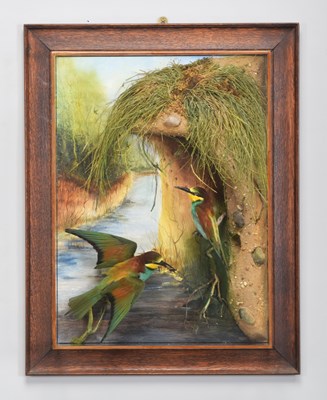 Lot 3 - Taxidermy: A Wall Cased Pair of European...