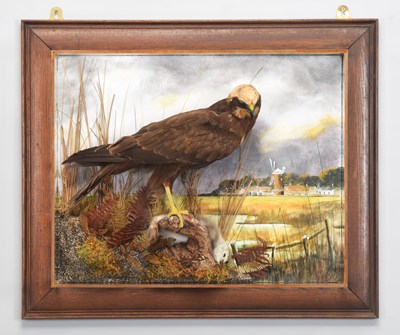 Lot 5 - Taxidermy: A Wall Cased Western Marsh Harrier...