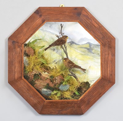 Lot 10 - Taxidermy: A Wall Cased Pair of Twite (Linaria...