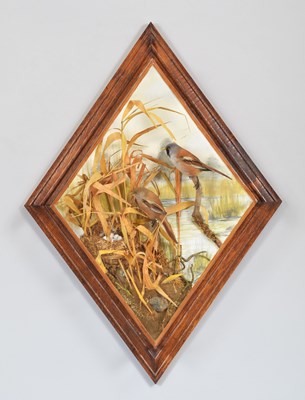 Lot 6 - Taxidermy: A Wall Cased Pair of Bearded...