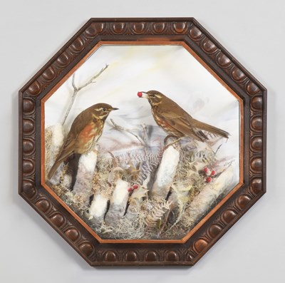 Lot 13 - Taxidermy: A Wall Cased Pair of Redwings...