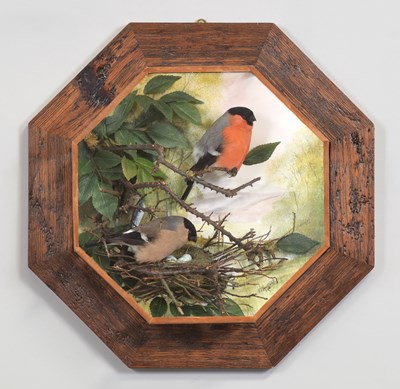 Lot 4 - Taxidermy: A Wall Cased Pair of Eurasian...