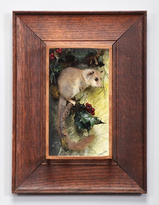 Lot 8 - Taxidermy: A Wall Cased European Edible...