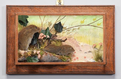 Lot 2 - Taxidermy: A Wall Cased Pair of Short-tailed...