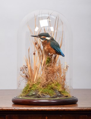 Lot 175 - Taxidermy: European Kingfisher (Alcedo athis),...