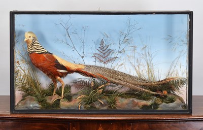 Lot 177 - Taxidermy: A Late Victorian Cased Golden...