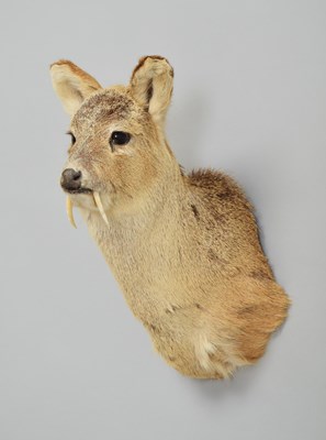 Lot 261 - Taxidermy: Chinese Water Deer (Hydropotes...