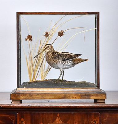 Lot 221 - Taxidermy: A Cased Common Snipe (Gallinago...