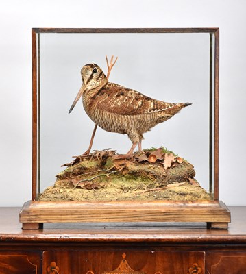 Lot 213 - Taxidermy: A Cased Common Woodcock (Scolopax...