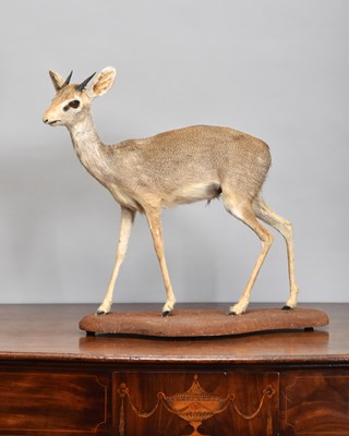 Lot 222 - Taxidermy: Kirk's Dik Dik (Madoqua kirkii),...