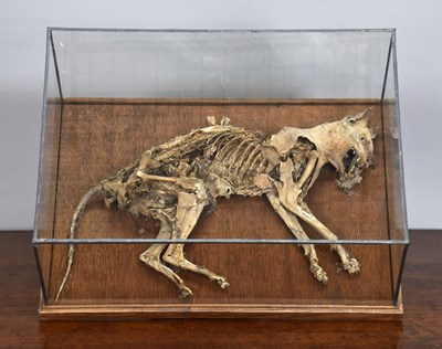 Lot 108 - Natural History: A Cased Desiccated or...