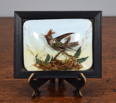 Lot 206 - Taxidermy: A Late Victorian Wall Cased Frilled...