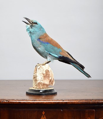 Lot 179 - Taxidermy: European Roller (Coracias garrulus),...