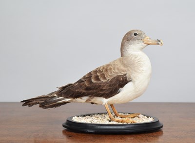 Lot 193 - Taxidermy: Cory's Shearwater (Calonectris...