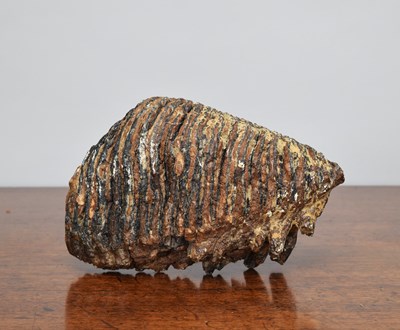 Lot 87 - Natural History: A Fossilized Mammoth Tooth...