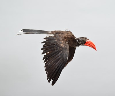 Lot 194 - Taxidermy: African Crowned Hornbill...